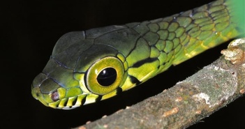 Loài rắn có đôi mắt to nhất thế giới được mô tả trong một bức ảnh kỳ lạ. (Các) Nguồn: Loài rắn có đôi mắt to nhất thế giới được mô tả trong một bức ảnh kỳ lạ. (Các) Nguồn: