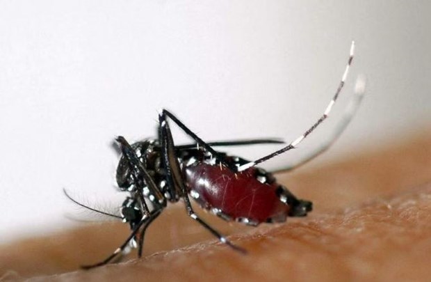 Israel công bố một sản phẩm "ngụy trang chống muỗi" đặc biệt
