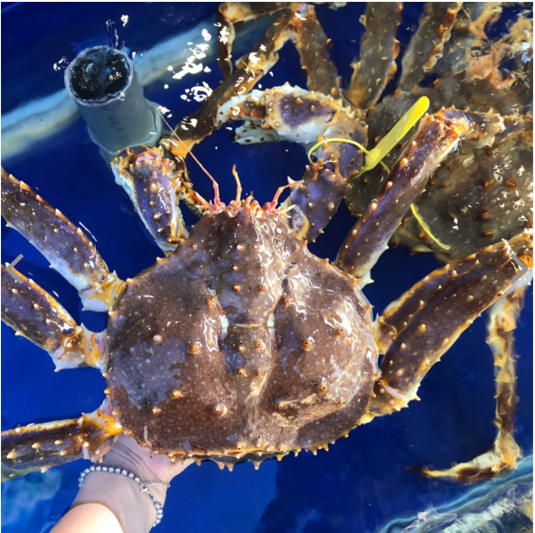 Làm sao để phân biệt cua tuyết và cua hoàng đế?