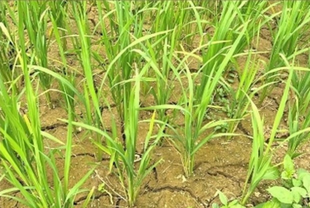 Lào Cai: Hạn hán kéo dài, người dân vùng cao gặp nhiều khó khăn