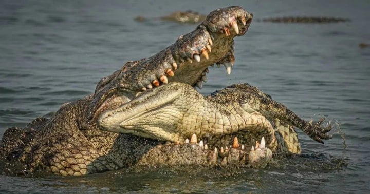 Choáng ngợp trước sức mạnh của loài cá sấu lớn nhất thế giới