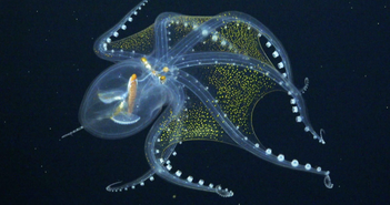 Loài vật thông minh nhất đại dương Loài vật thông minh nhất đại dương