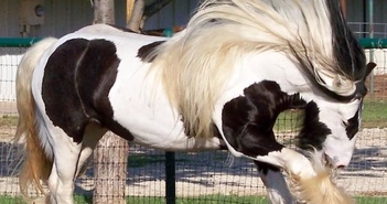 Hình ảnh về loài động vật sở hữu bộ lông kỳ lạ nhất thế giới