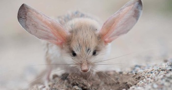 Loài động vật sở hữu đôi tai lớn nhất thế giới đối phó với con mồi như thế nào?