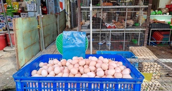 Giải mã lý do trứng gà so chỉ 20.000 đồng/chục rẻ hơn cả trứng gà công nghiệp Giải mã lý do trứng gà so chỉ 20.000 đồng/chục rẻ hơn cả trứng gà công nghiệp