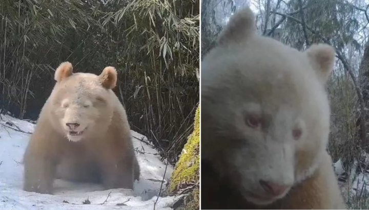 Trung Quốc lại phát hiện gấu trúc trắng tại khu bảo tồn Tứ Xuyên