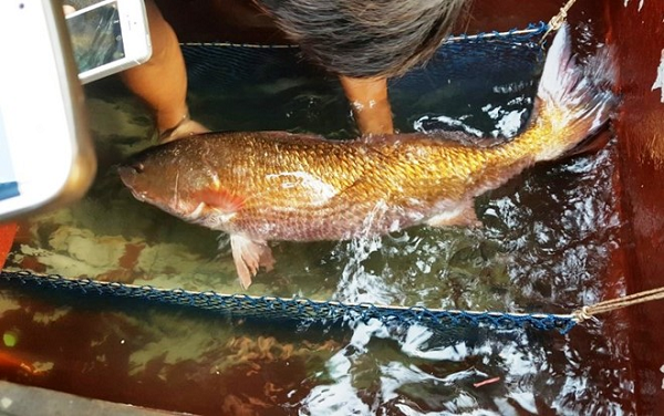 Loài cá đặc sản đắt đỏ bậc nhất ở Việt Nam có bụng chứa một thứ quý như vàng và là loài cá đặc sản đắt đỏ nhất thế giới.