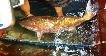 Loài cá đặc sản đắt đỏ bậc nhất ở Việt Nam có bụng chứa một thứ quý như vàng và là loài cá đặc sản đắt đỏ nhất thế giới.