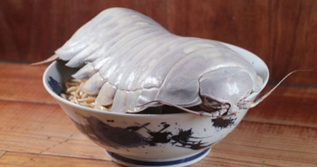 Thưởng thức món mỳ ramen kết hợp bọ biển khổng lồ 14 chân Thưởng thức món mỳ ramen kết hợp bọ biển khổng lồ 14 chân