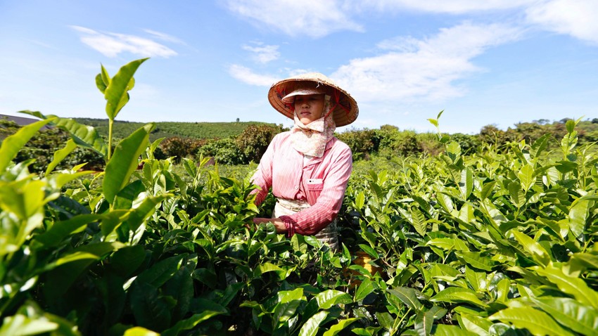 Lâm Đồng cấm sử dụng hóa chất để nhuộm trà.
