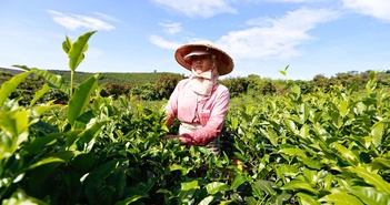 Lâm Đồng cấm sử dụng hóa chất để nhuộm trà.