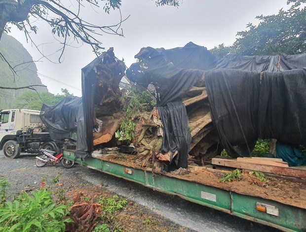 khởi tố hai đối tượng vi phạm quy định khai thác rừng ở huyện biên giới