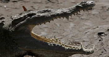 Cá sấu châu Mỹ sinh sản đơn tính tại Costa Rica