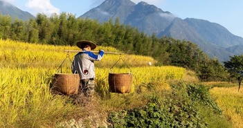 Khi nào gạo biến đổi gien từ lúa đơn tính có thể được sử dụng trên bàn ăn của bạn? Khi nào gạo biến đổi gien từ lúa đơn tính có thể được sử dụng trên bàn ăn của bạn?