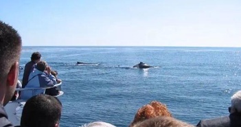 Xem cá voi: Ngành công nghiêp bạc tỷ giúp du khách có được trải nghiệm ngắm nhìn loài động vật to lớn của hành tinh