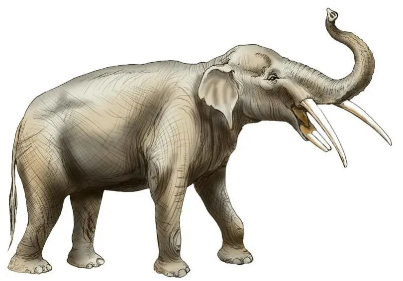 Lộ diện loài "voi 4 ngà" nhờ phát hiện hóa thạch ở nghĩa địa voi