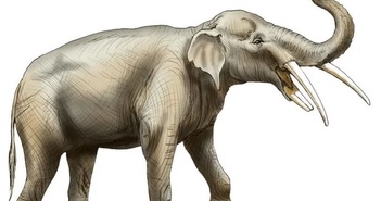 Lộ diện loài "voi 4 ngà" nhờ phát hiện hóa thạch ở nghĩa địa voi