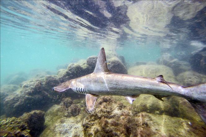 Nguy cơ cá mập sống tại các rạn san hô bị tuyệt chủng