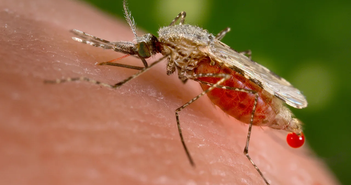Các nhà khoa học cảnh báo "kỷ nguyên muỗi" đang đến: Sinh sôi nhanh hơn, sống lâu hơn và lây bệnh nhiều hơn