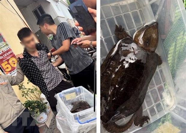 Quảng Ninh: Khởi tố đối tượng buôn bán cá thể rùa đầu to quý hiếm