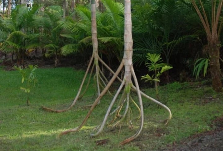 Loài cây duy nhất trên thế giới có khả năng "đi bộ": Rễ cao bất thường, đi được 20 mét/năm?