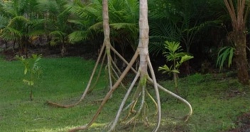Loài cây duy nhất trên thế giới có khả năng "đi bộ": Rễ cao bất thường, đi được 20 mét/năm?