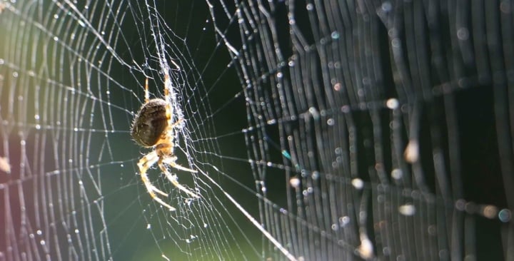 Vì sao tơ nhện bền hơn thép dù rất mỏng manh?