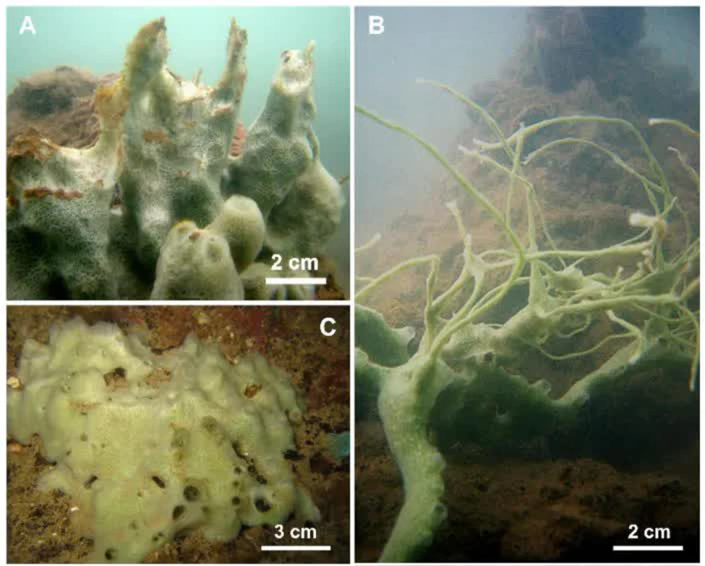 "Sinh vật bí ẩn" dưới biển sâu Việt Nam được các nhà khoa học phát hiện là một loài vật mới
