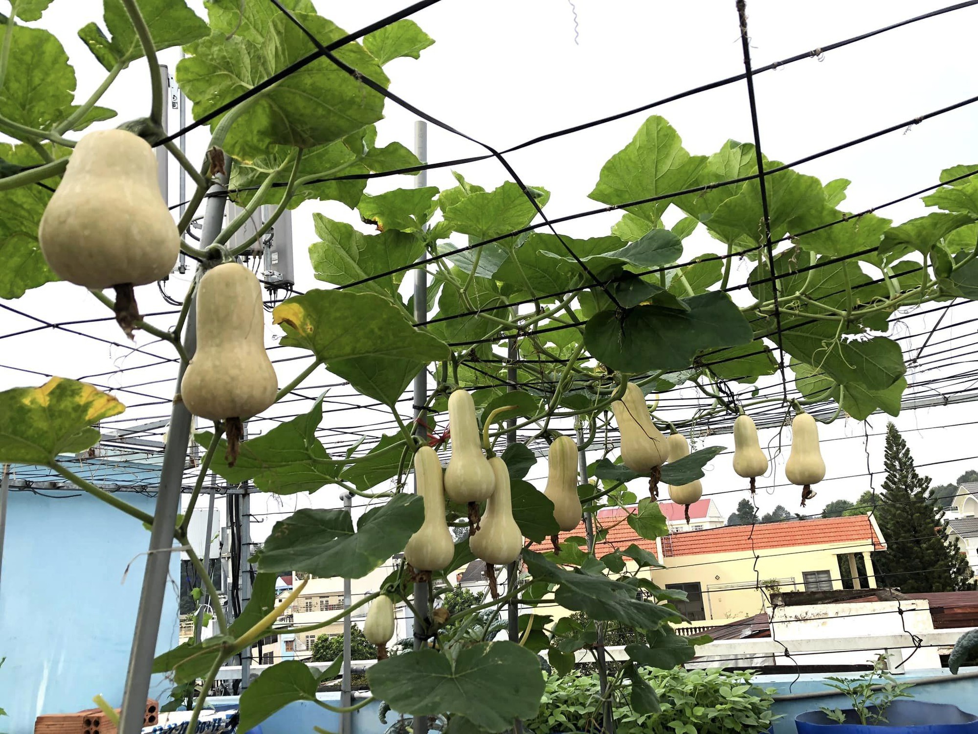 "Cắt" 1 tiếng/ngày làm nông dân, nữ kế toán biến sân thượng 50m2 thành khu vườn ngập tràn rau quả