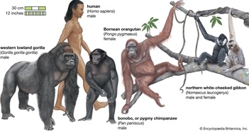 Con người và các loài khỉ đột, đười ươi có chung một tổ tiên trông như thế nào?