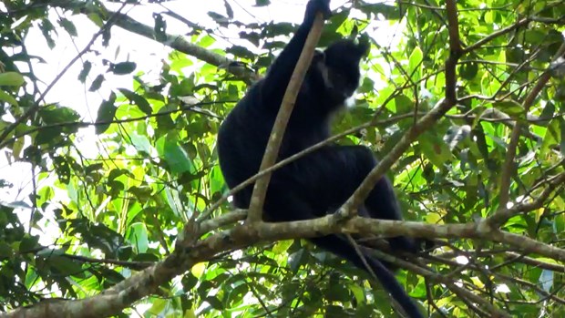 Một cá thể Voọc Đen Má Trắng được tìm thấy ở Khu bảo tồn thiên nhiên Kim Hỷ