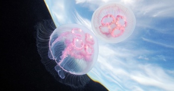 2.487 con sứa được NASA gửi vào không gian: Mặc dù tốc độ sinh sản tăng gần gấp đôi, nhưng hiện tượng bất thường này