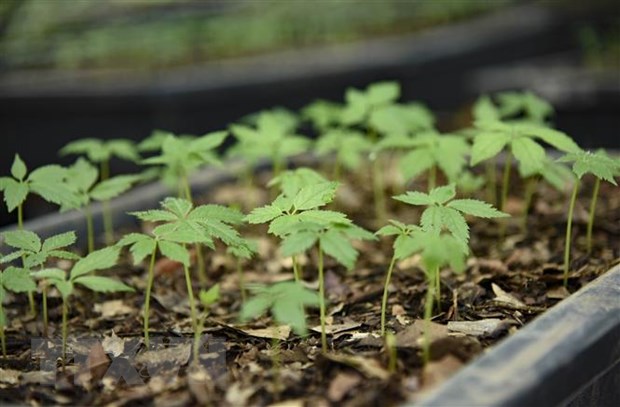 Tiếp tục lùm xùm liên quan đến chủ "vườn sâm Ngọc Linh trên giấy"