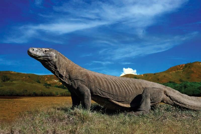 Loài thằn lằn lớn nhất thế giới Rồng Komodo đứng trước nguy cơ tuyệt chủng vĩnh viễn