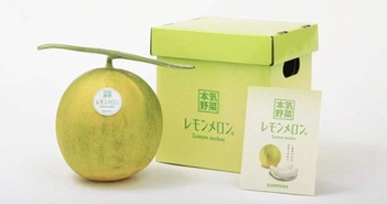Nông dân Nhật trồng thành công loại dưa lưới "chanh" siêu độc đáo