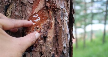 Lâm Đồng: Xử lý nghiêm hành vi "hạ độc" rừng thông tại Tiểu khu 614 Lâm Đồng: Xử lý nghiêm hành vi "hạ độc" rừng thông tại Tiểu khu 614