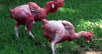 Vì sao giống gà không lông khiến người tiêu dùng kinh hãi và xa lánh?