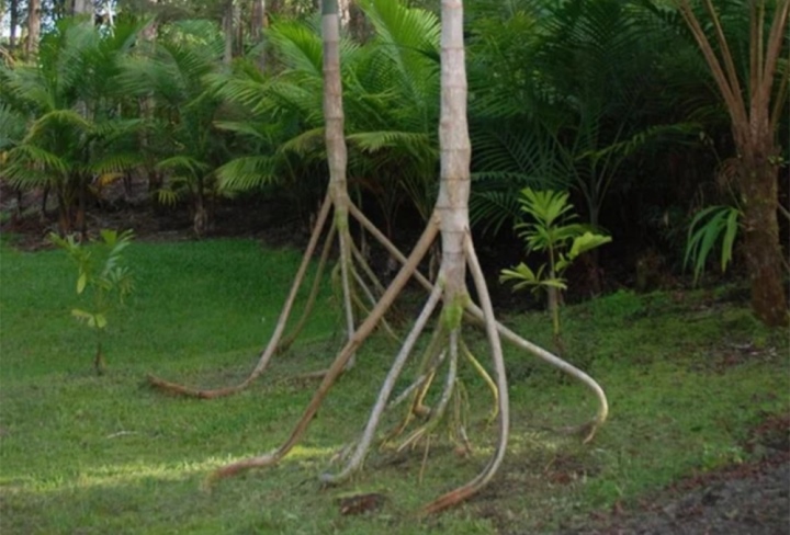 Loài cây duy nhất trên thế giới có thể 'đi bộ': Rễ cao bất thường, đi được 20m/năm?
