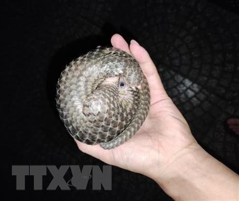 Bình Phước: Người dân cứu hai cá thể tê tê Java quý hiếm