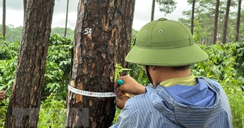 Lâm Đồng: Liên tục xảy ra các vụ đầu độc, cưa hạ rừng thông trái phép Lâm Đồng: Liên tục xảy ra các vụ đầu độc, cưa hạ rừng thông trái phép
