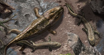 Con người từng phát hiện ra những sinh vật kỳ lạ thời tiền sử nào? Con người từng phát hiện ra những sinh vật kỳ lạ thời tiền sử nào?