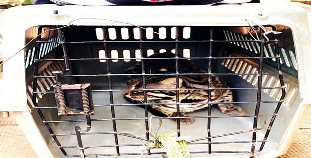 Bình Phước: Thả 2 cá thể động vật nguy cấp về môi trường tự nhiên