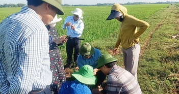 Sâu cuốn lá hại lúa tại Nghệ An, chuyên gia hướng dẫn biện pháp phòng trừ
