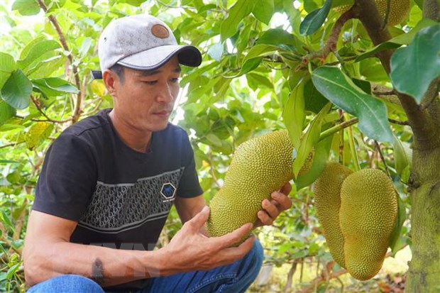 Cần Thơ: Lai tạo thành công giống mít mang hương vị sầu riêng