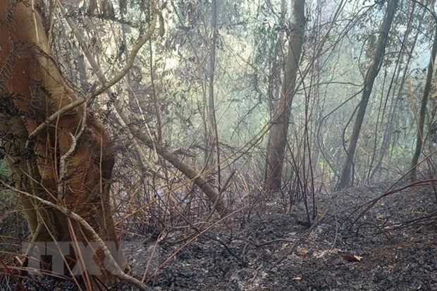 Đà Nẵng: Kịp thời khống chế đám cháy trên đèo Hải Vân