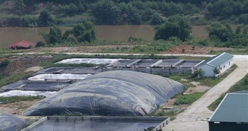 Yên Bái: Trang trại lợn công nghệ cao gây ô nhiễm, người dân bức xúc Yên Bái: Trang trại lợn công nghệ cao gây ô nhiễm, người dân bức xúc
