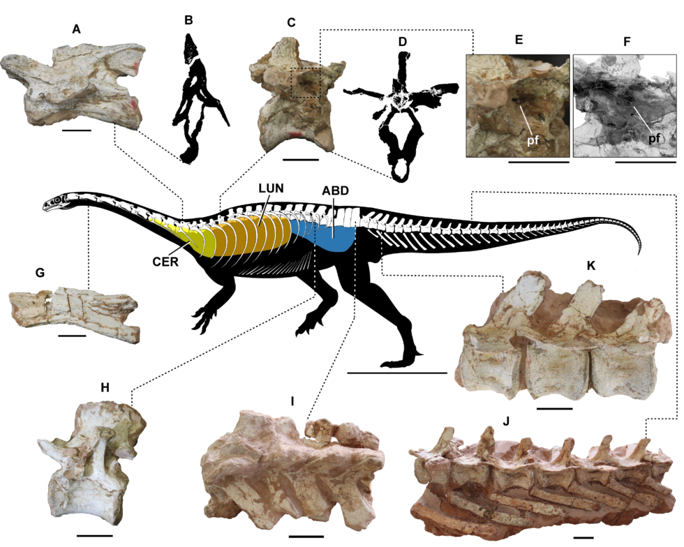Phát hiện cơ thế hô hấp kỳ lạ của loài khủng long: Thở thông qua xương