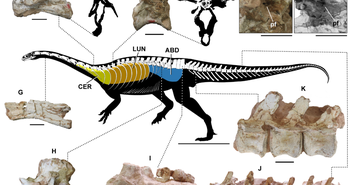 Phát hiện cơ thế hô hấp kỳ lạ của loài khủng long: Thở thông qua xương