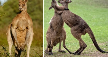 Con người sẽ sớm được cấy 'gân' của kangaroo để phục hồi những chần thương vùng đầu gối Con người sẽ sớm được cấy 'gân' của kangaroo để phục hồi những chần thương vùng đầu gối