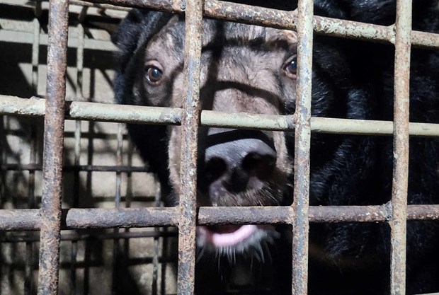Cứu hộ thêm 2 cá thể gấu ngựa về ‘ngôi nhà gấu’ lớn nhất Việt Nam